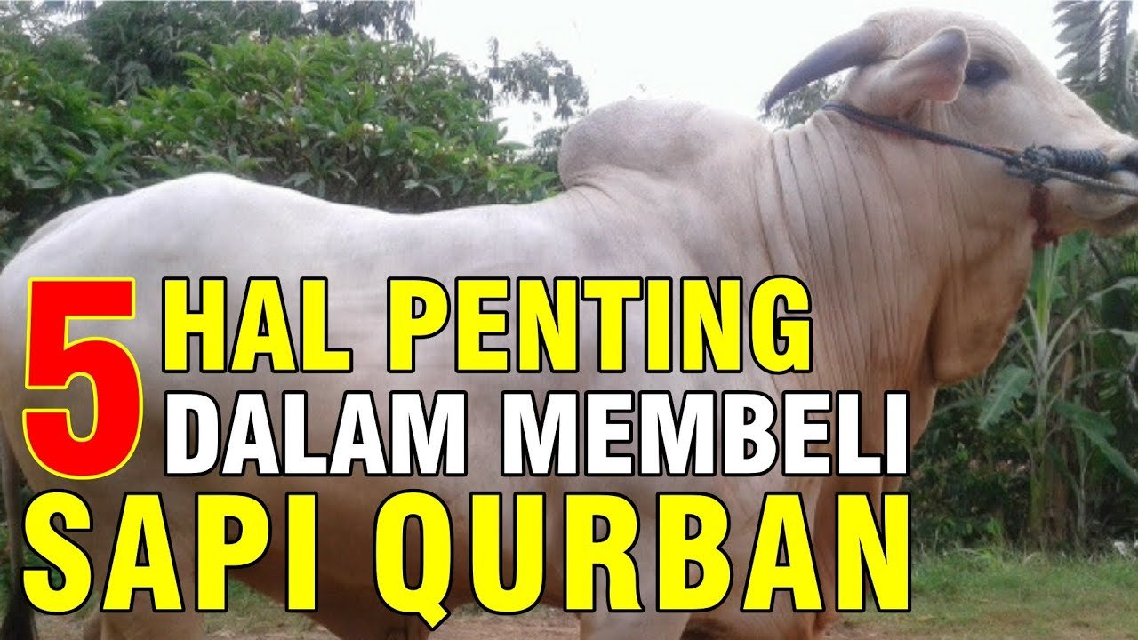 Hal Yang Perlu Diperhatikan Dalam Memilih Sapi Kurban.jpg